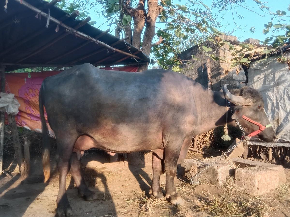 થંબનેલ 2