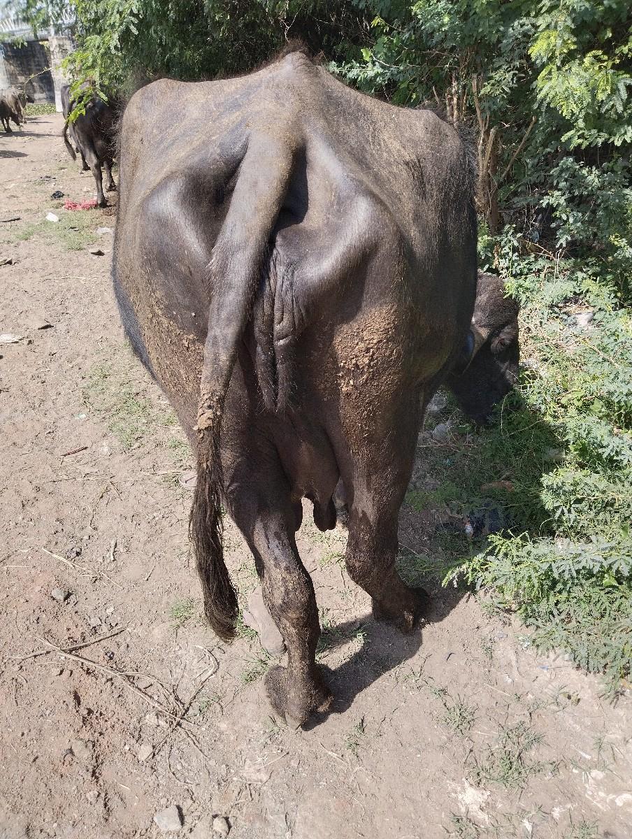 થંબનેલ 2