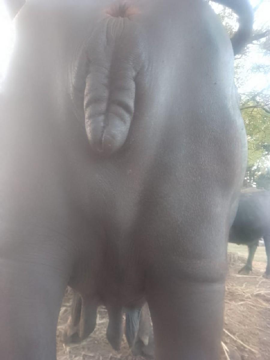 ભેસ વેચવાની છે