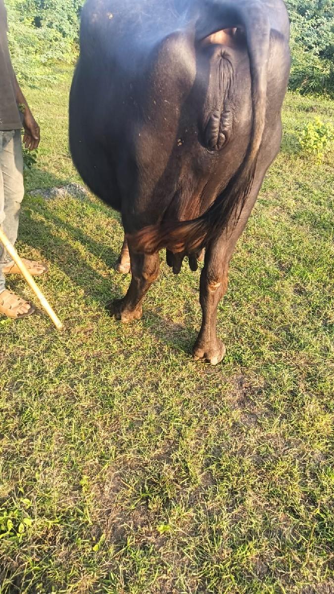 થંબનેલ 2