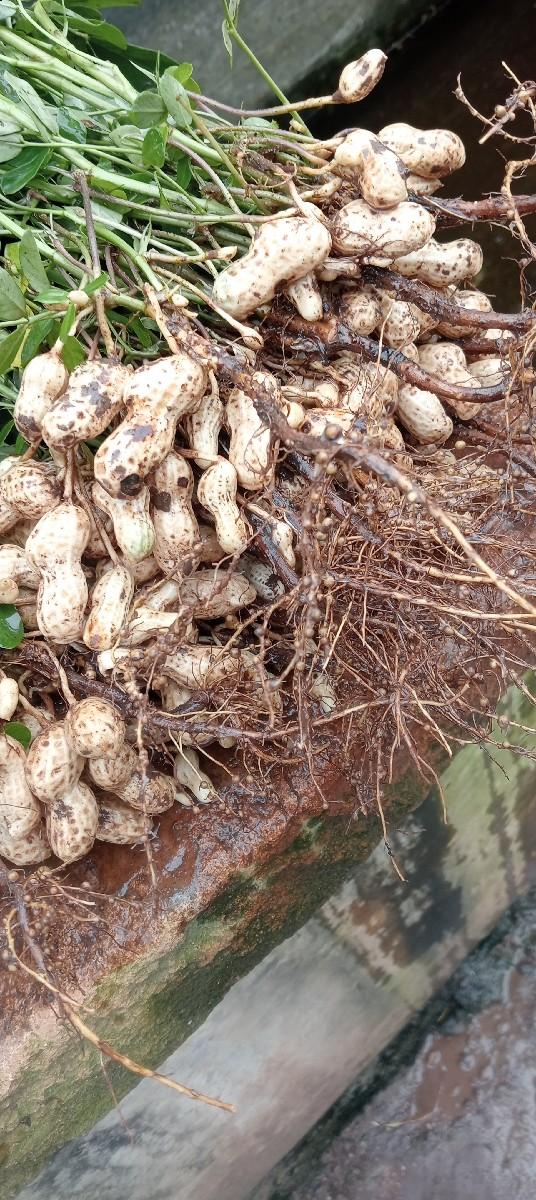 માંડવી મગફળી બિયારણ વેસવાનું