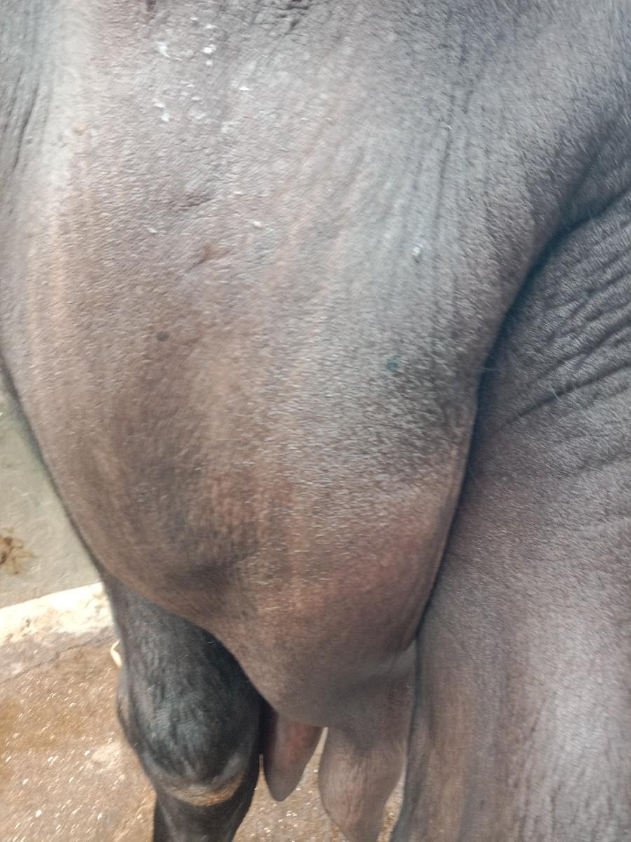 ભેંસ વેચવાની છે