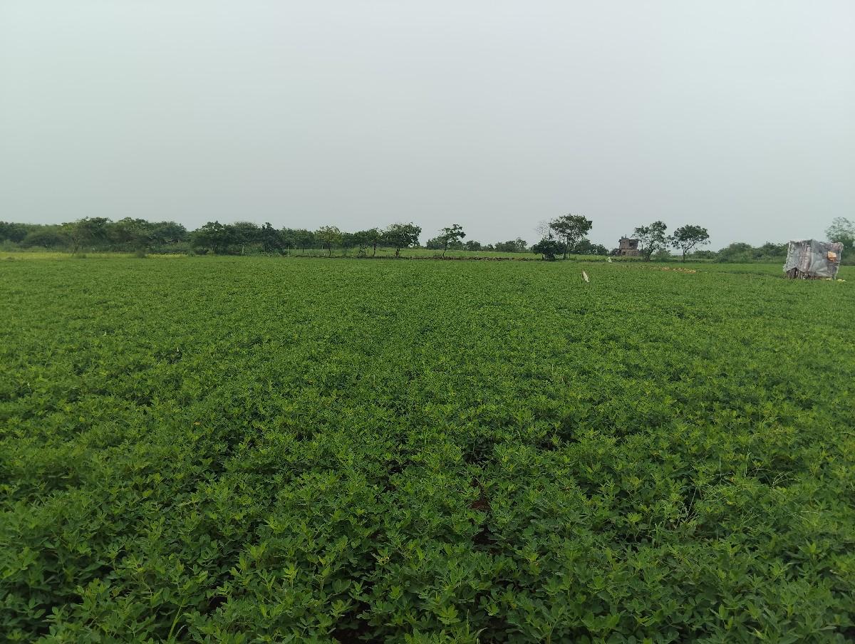 બિયારણ ની માંડવી જીવીસ દેવાની છે