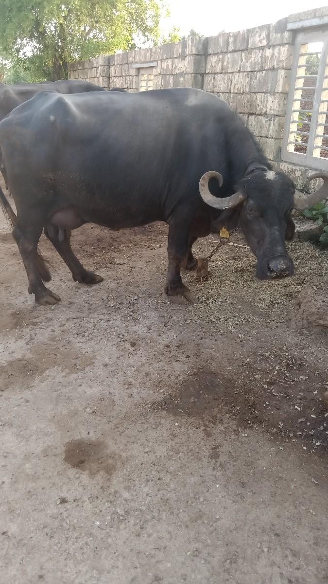 થંબનેલ 2