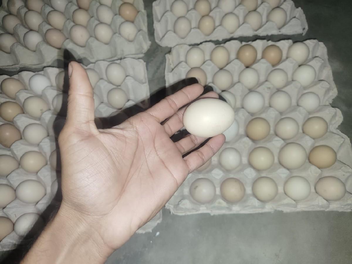દેશી ઈંડા