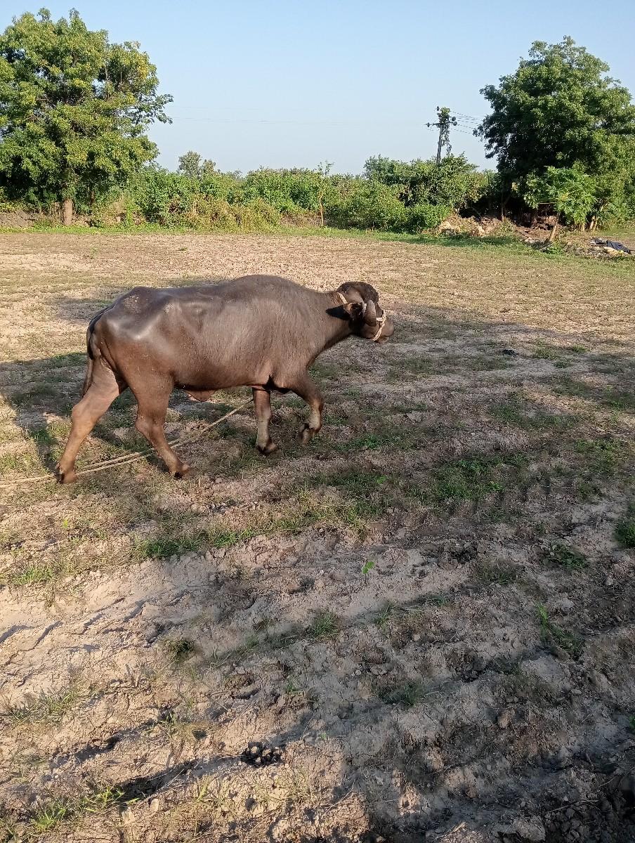 થંબનેલ 3