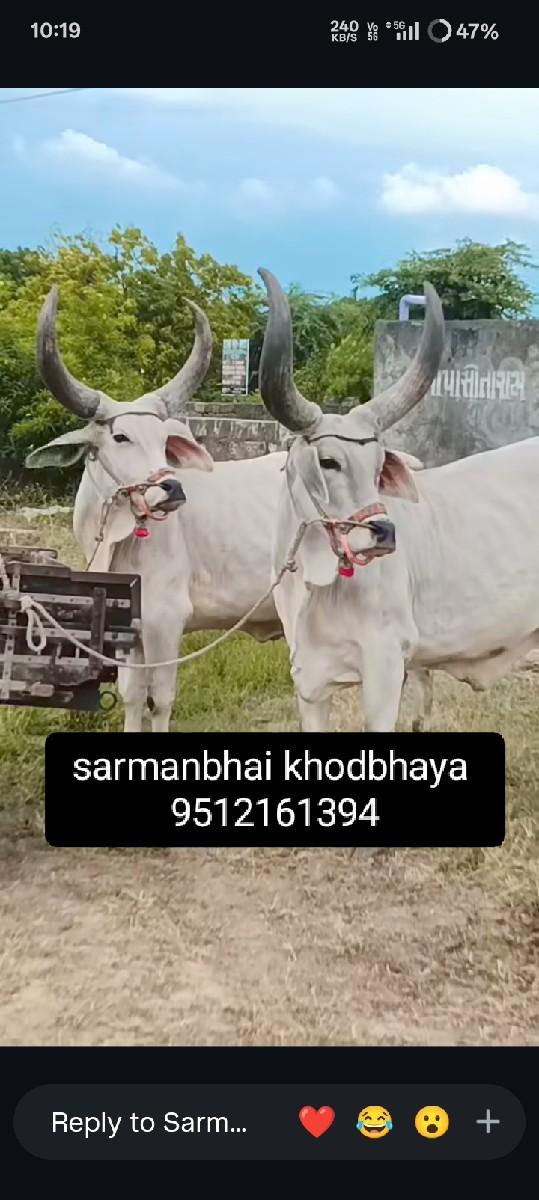 બળદ વેચવા ના છે