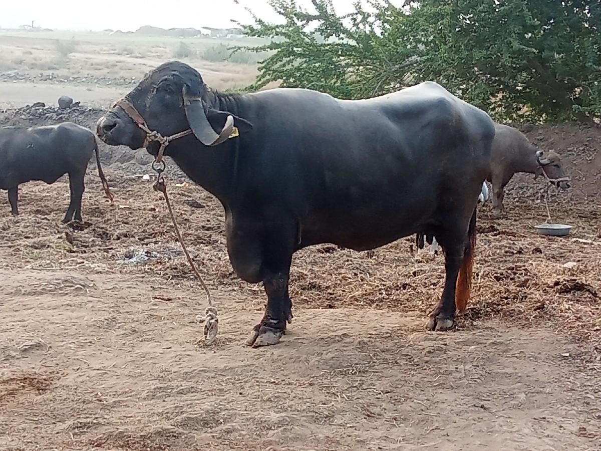 થંબનેલ 2