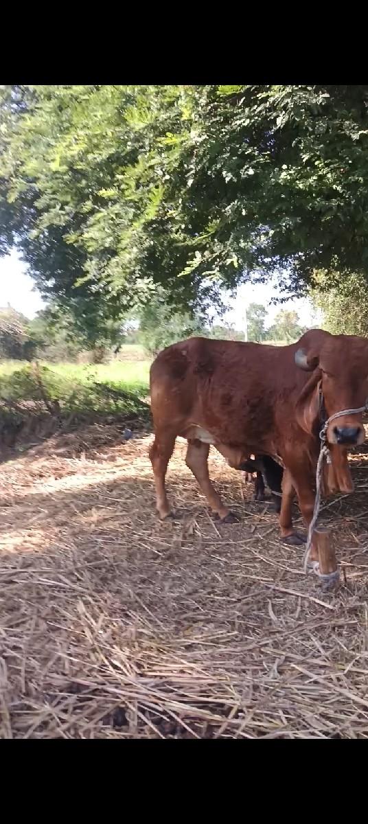 થંબનેલ 3