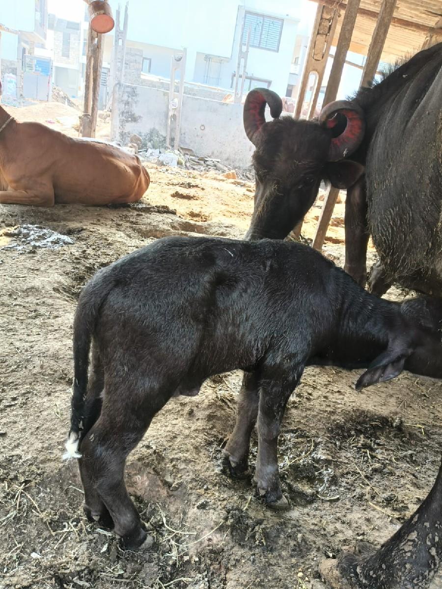 ભેસ વેચવાની છે