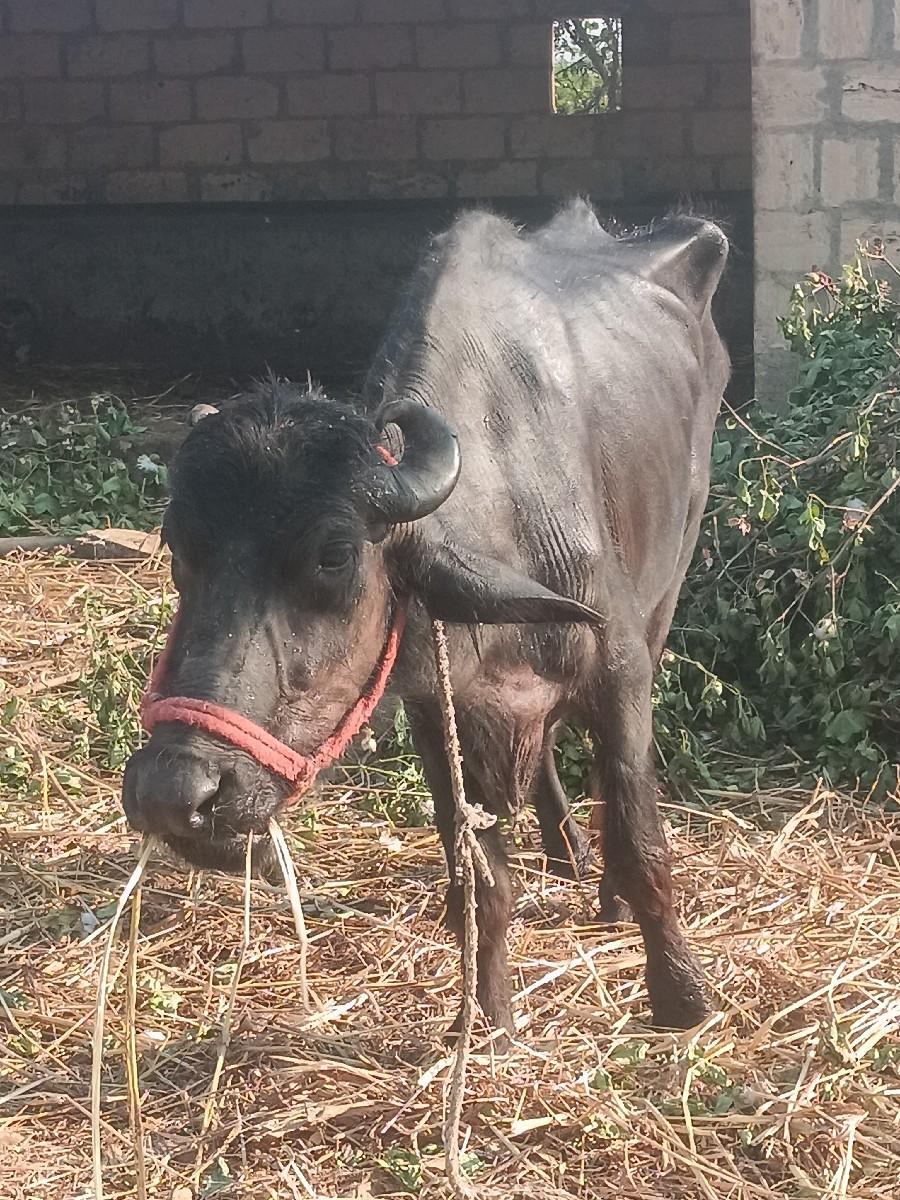 ખળેલી વેચવાની છે