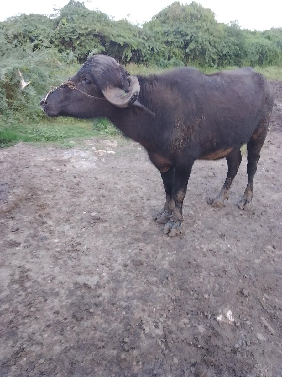 કરણ હાથીયા