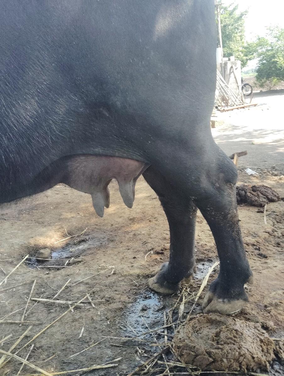 ફુલજવાબદારી