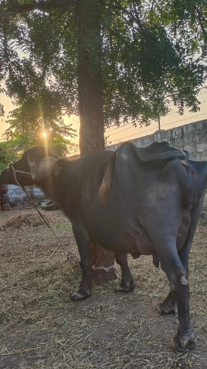 ભેંસ વેચવાની છે