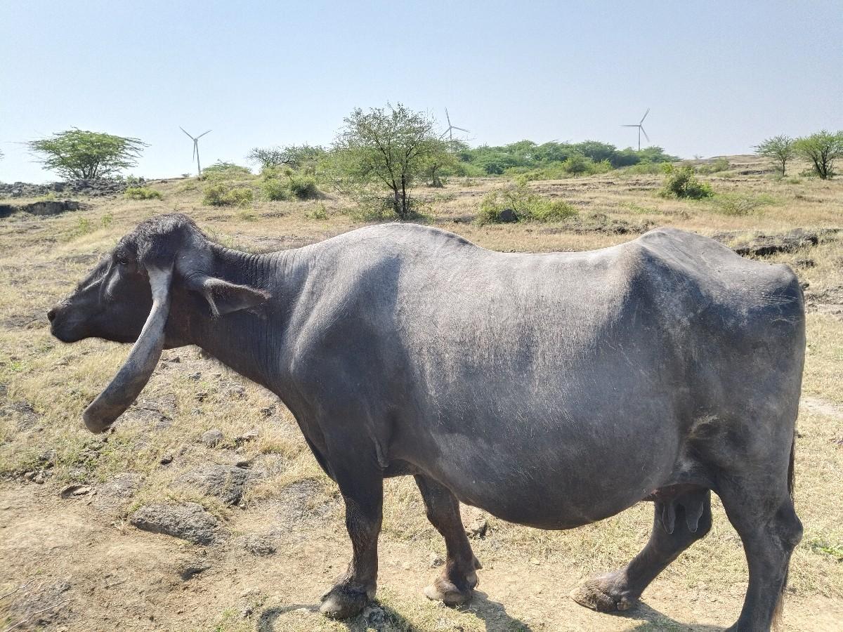 થંબનેલ 2