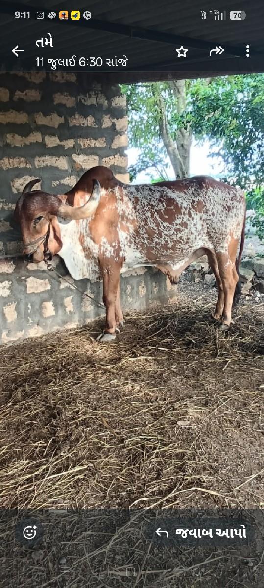 કાબરો બગદ વેચવાના છે