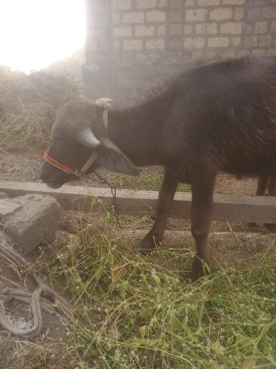 थंबनेल 3