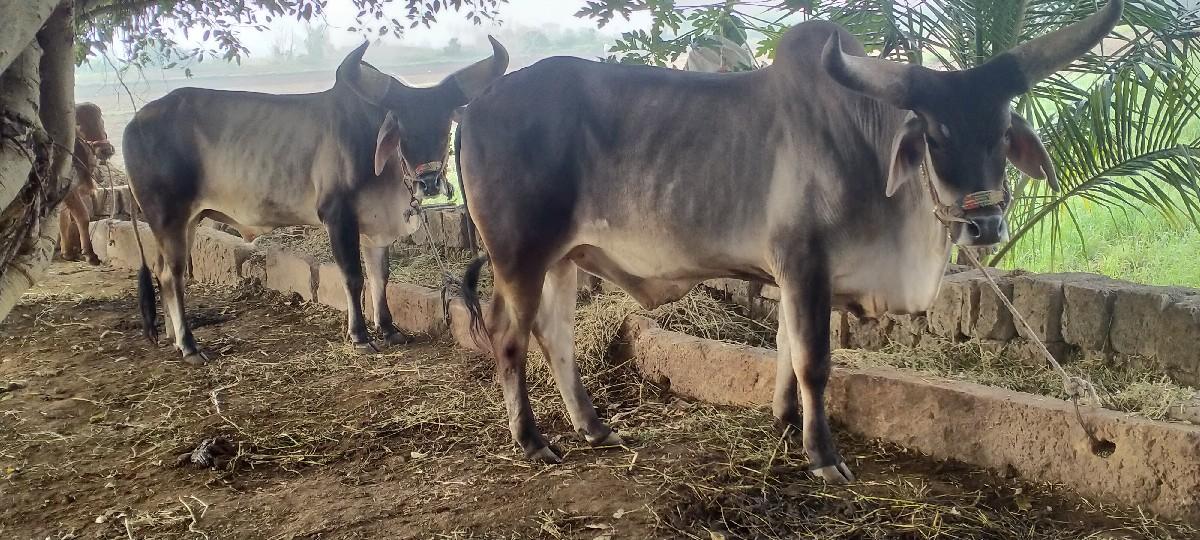 થંબનેલ 2