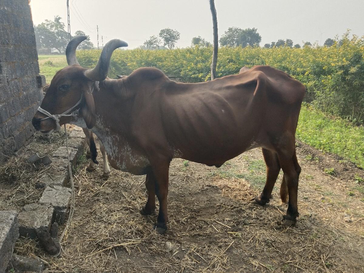 બળદ વેસવાનો છે