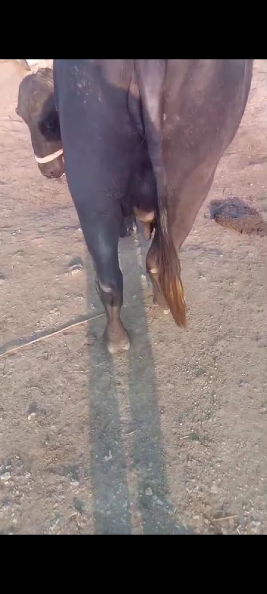 થંબનેલ 3