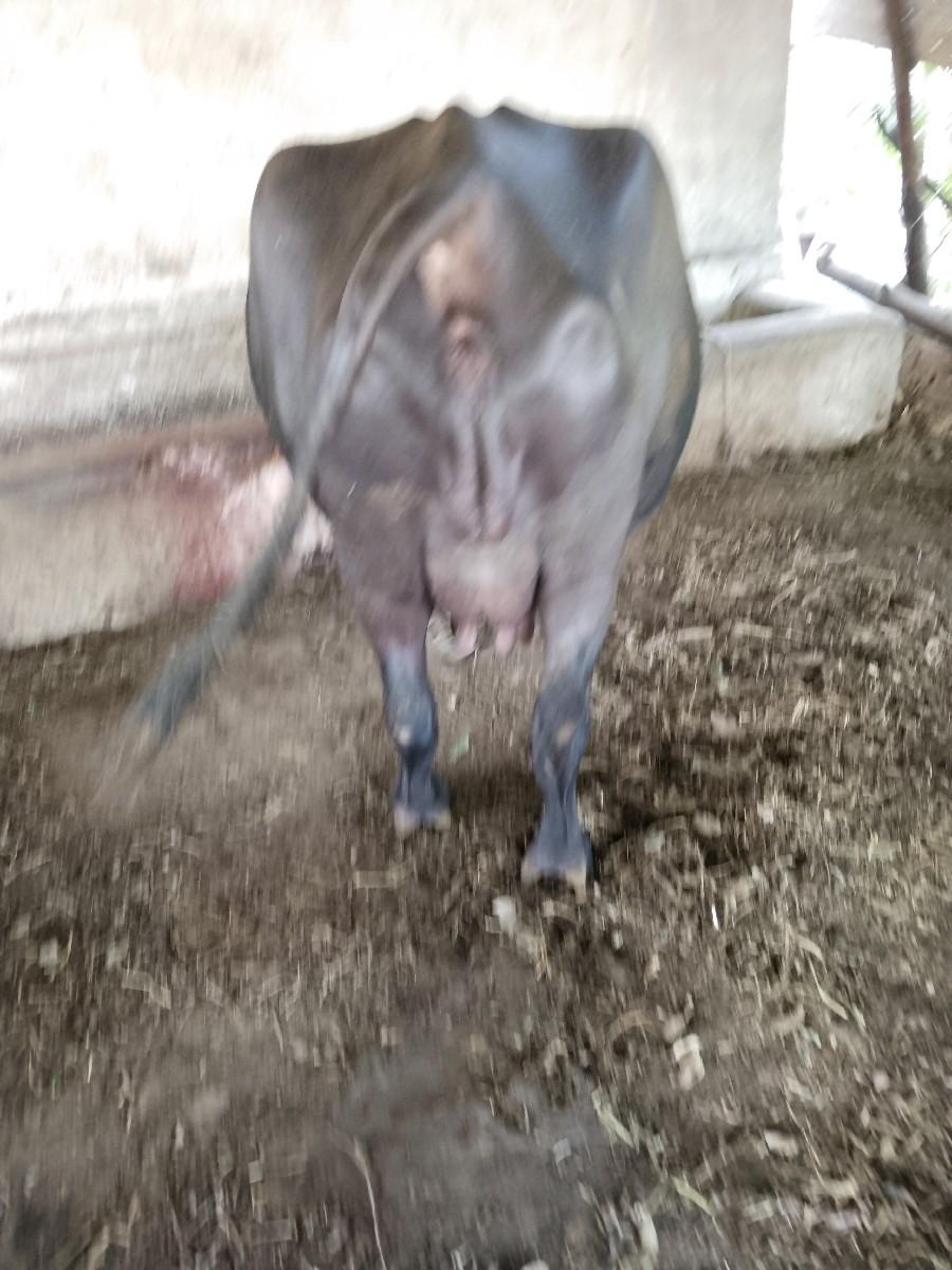 bhes vesvsnise 8 dini kasi