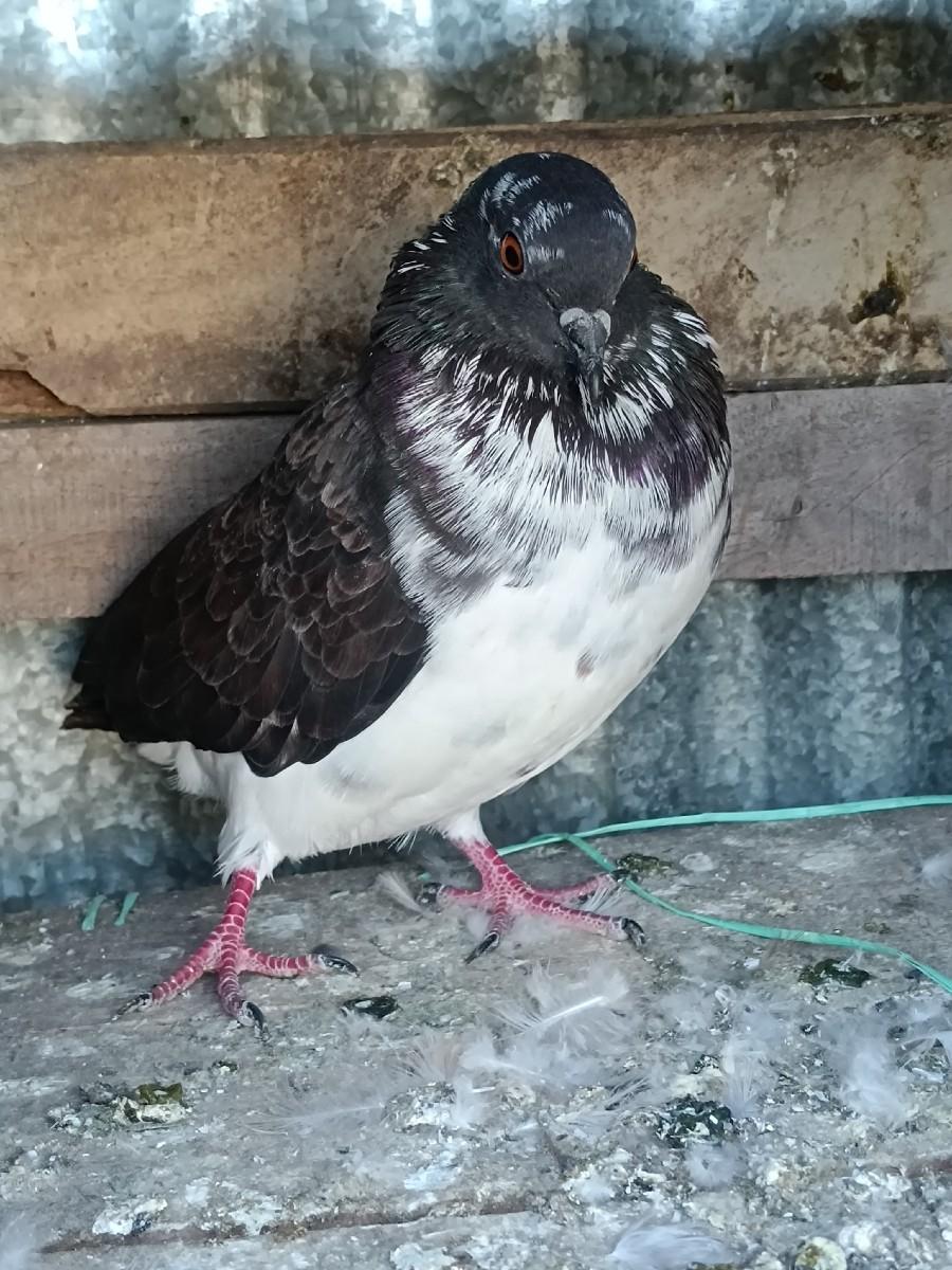 થંબનેલ 2