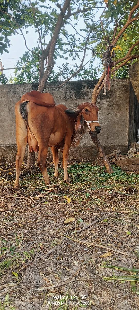 બે ગાયો વેચવાની છે