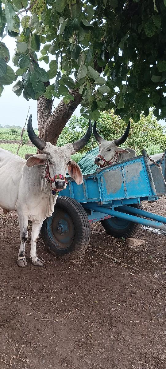 થંબનેલ 3