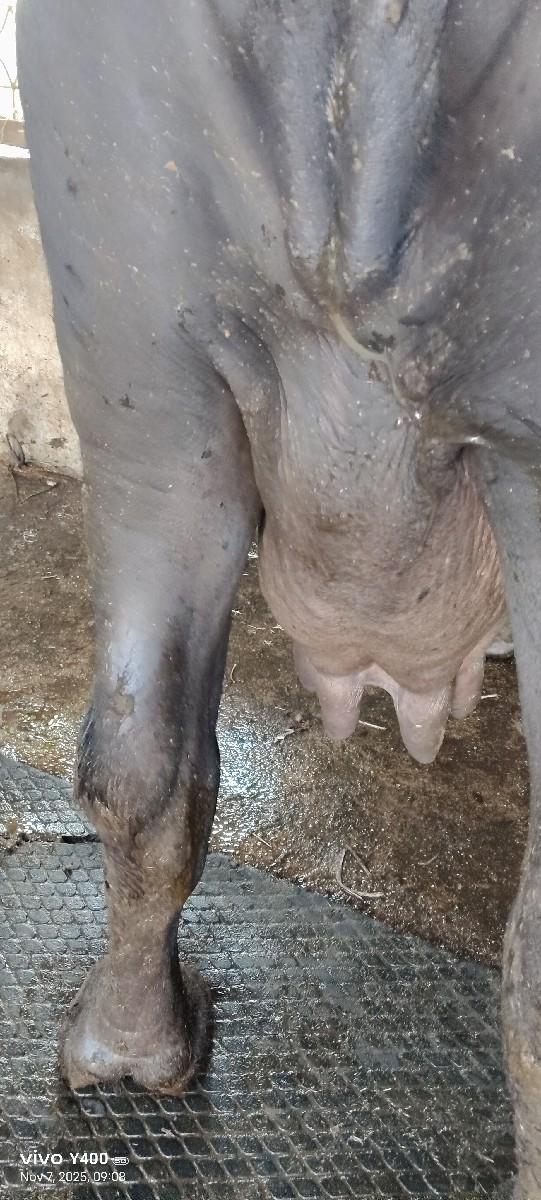 bhes 1_ 2 divas ni kachi che