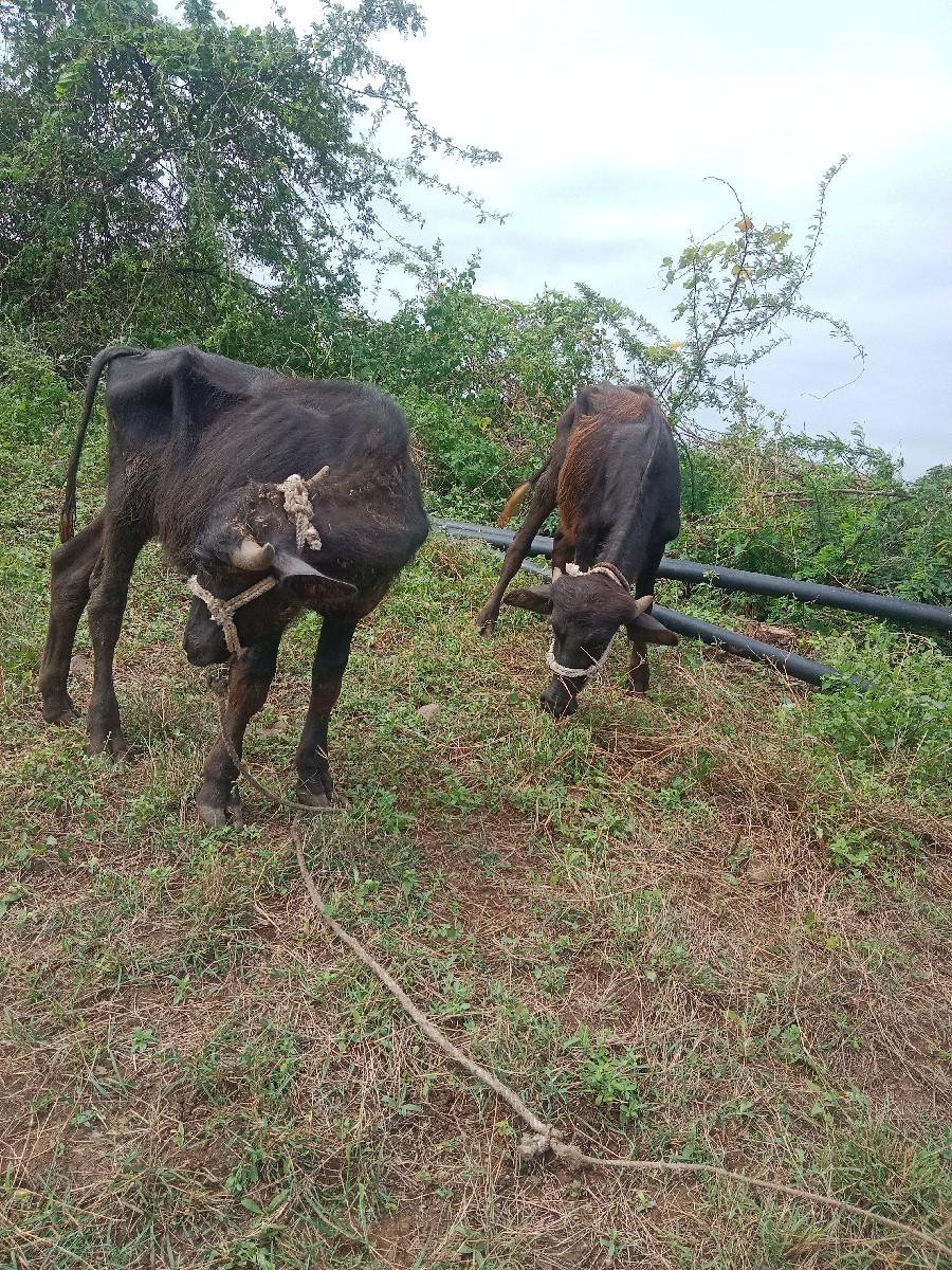 થંબનેલ 3