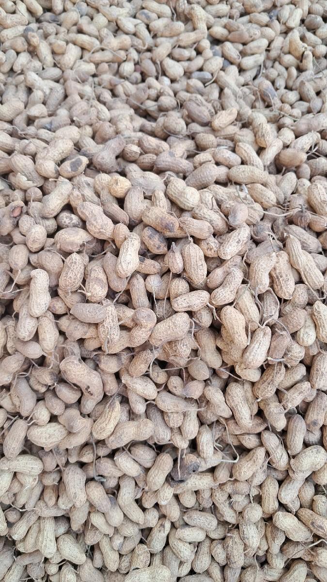 51 number madavi vechava ni che