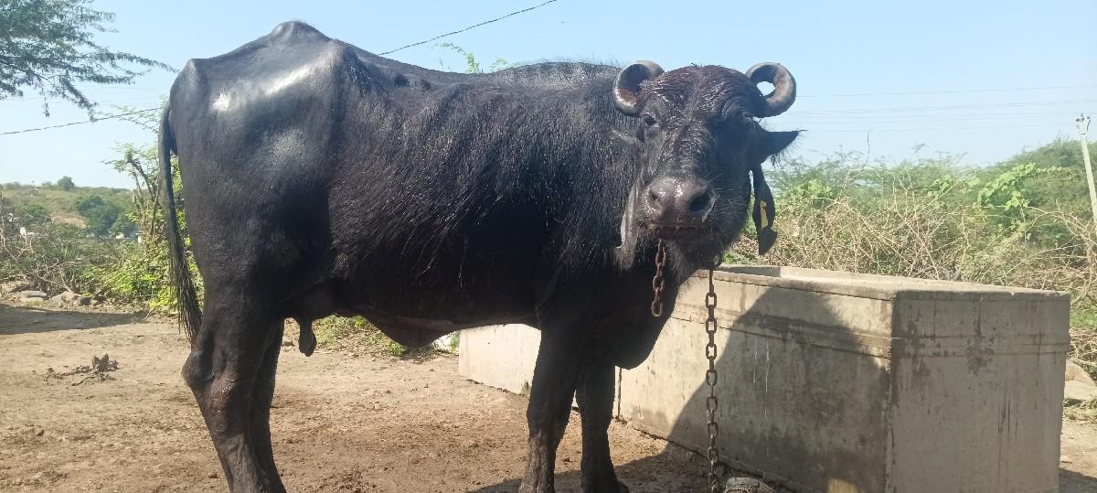 થંબનેલ 2