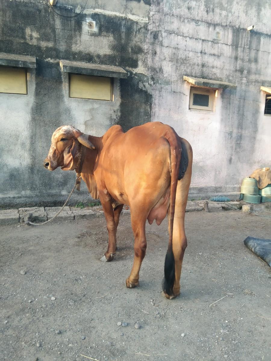 થંબનેલ 2