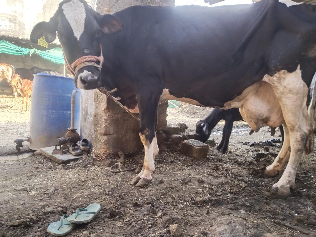 થંબનેલ 3