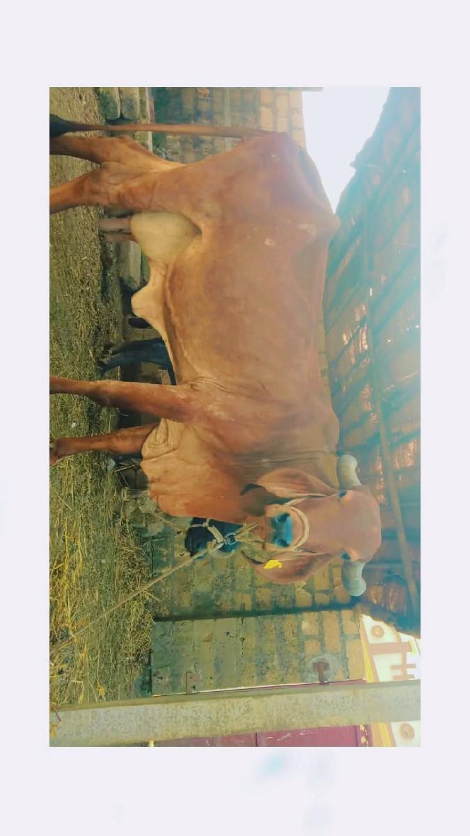 થંબનેલ 3