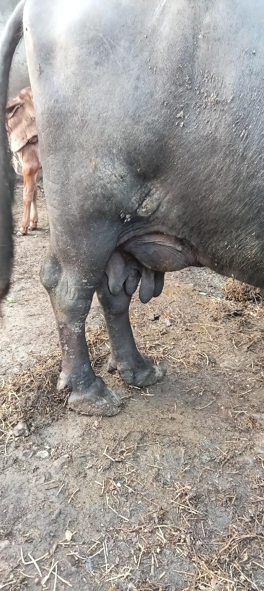 થંબનેલ 3