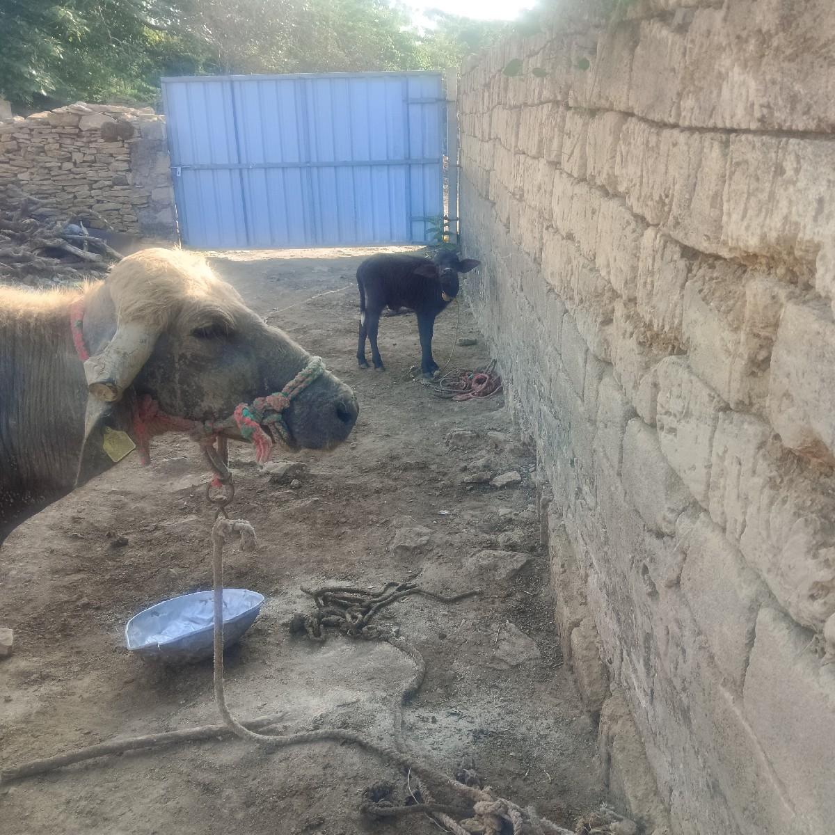 થંબનેલ 2