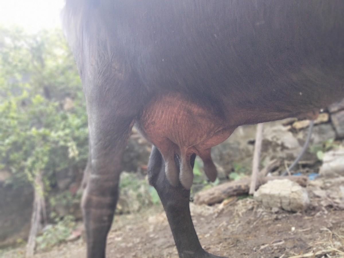 થંબનેલ 2