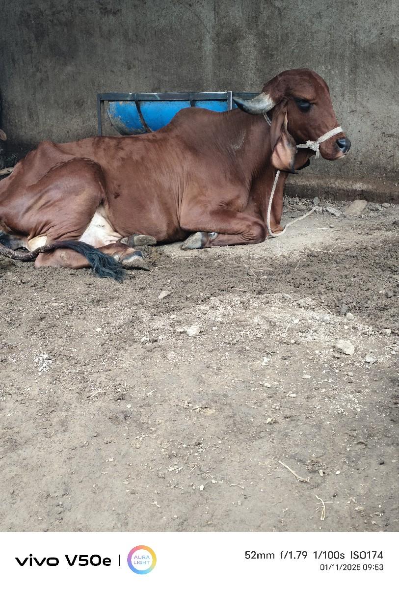 થંબનેલ 3