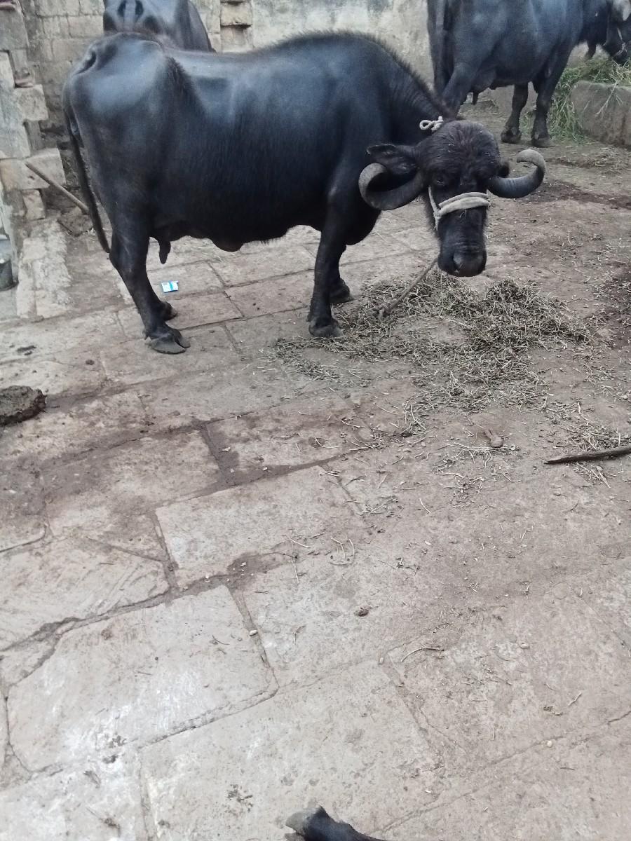 થંબનેલ 3