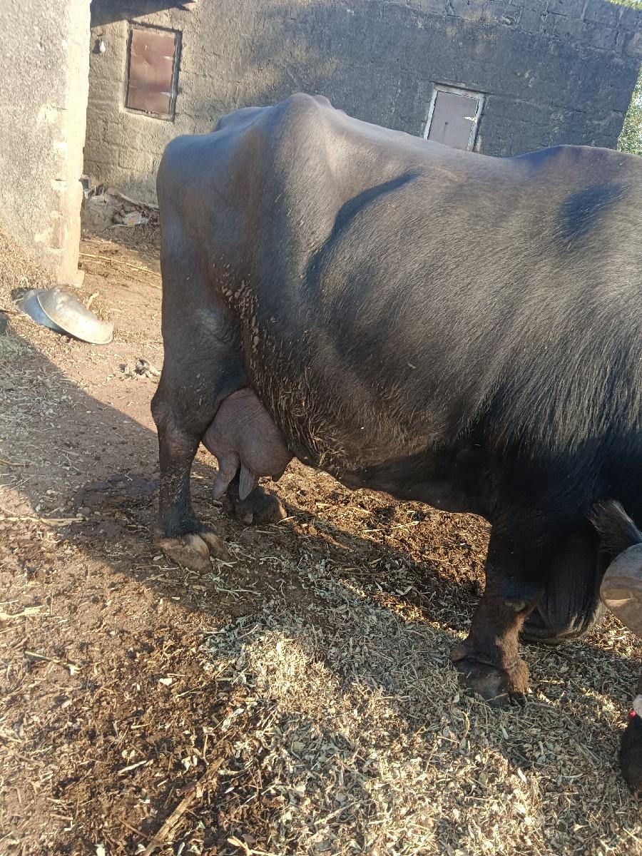 થંબનેલ 3