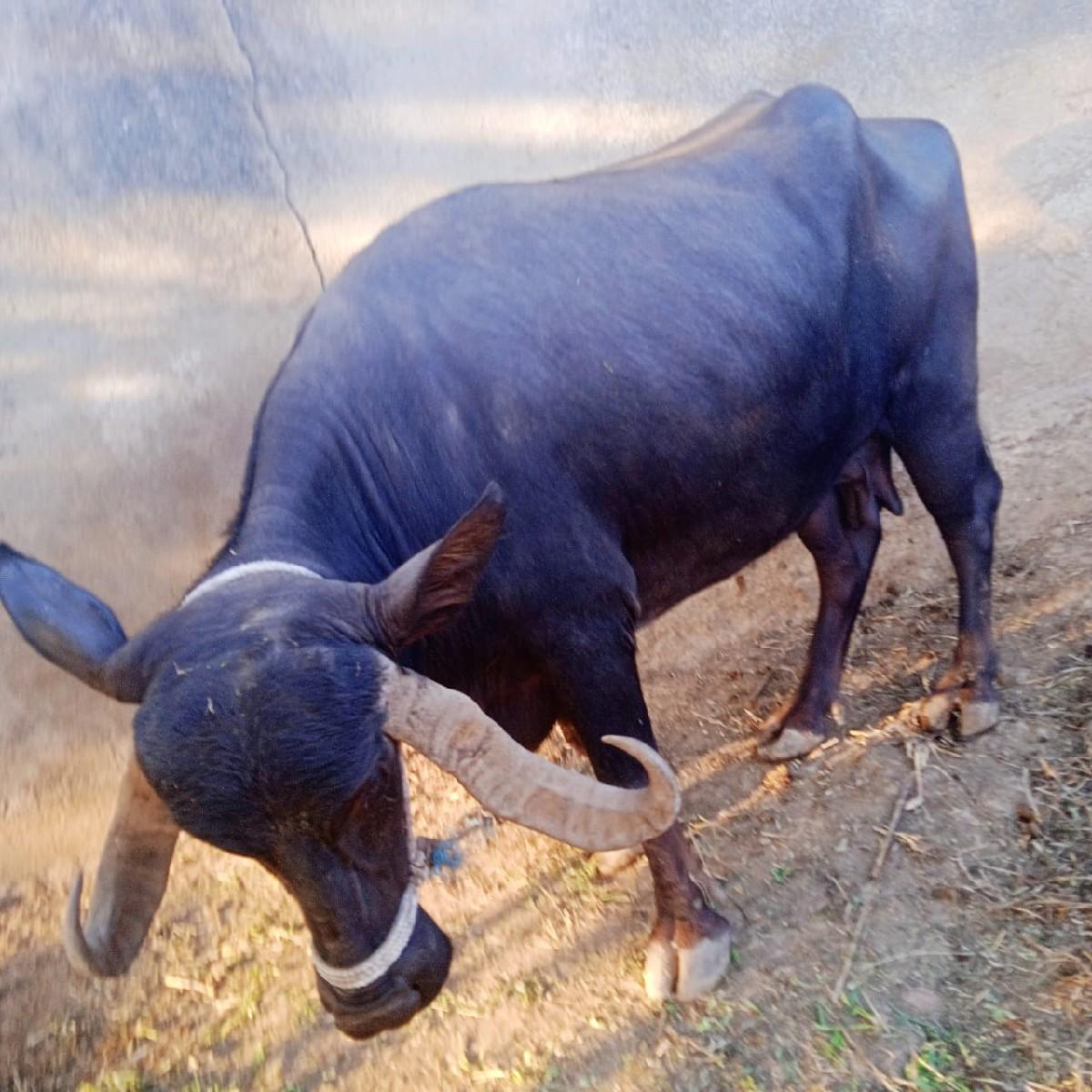 થંબનેલ 2