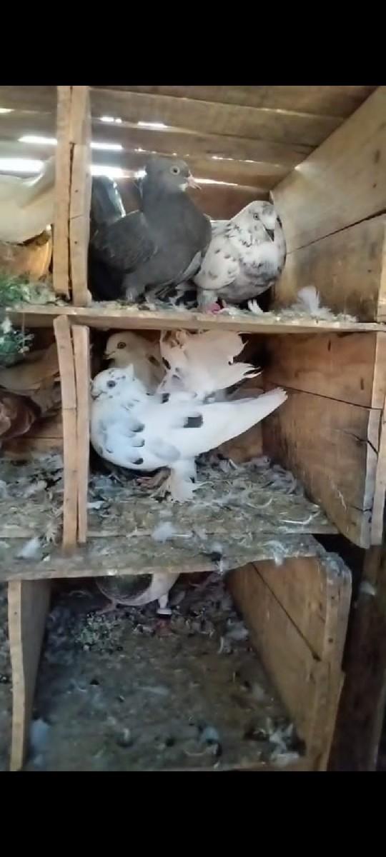 થંબનેલ 2