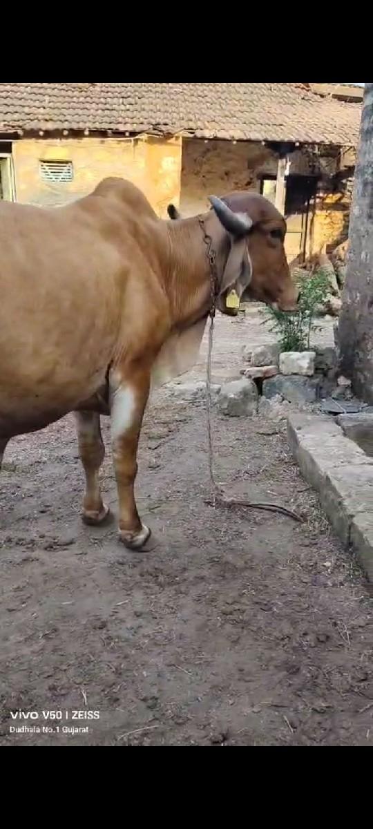 થંબનેલ 3