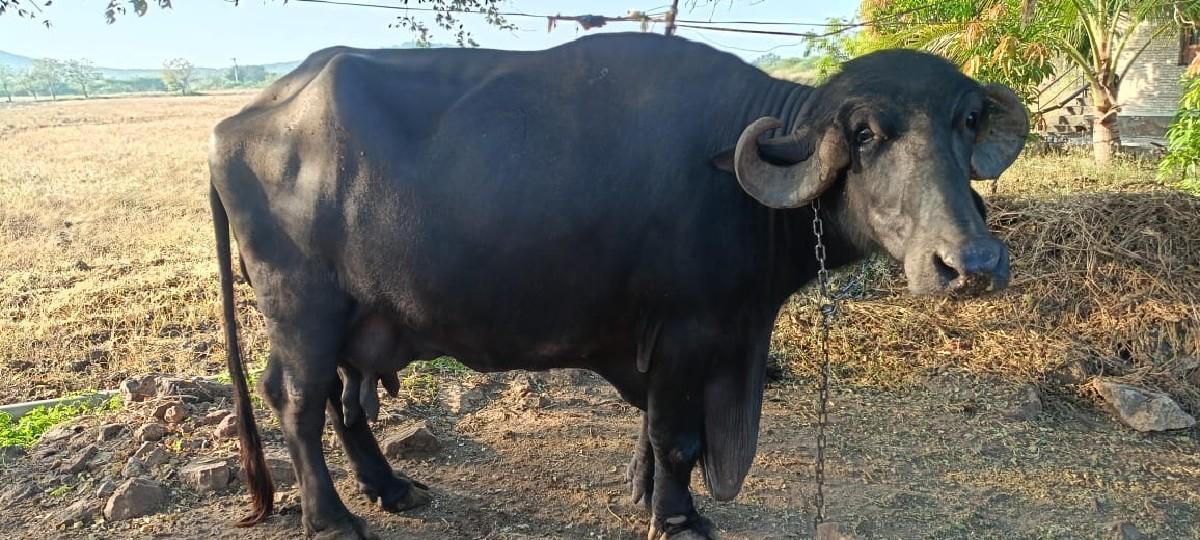 થંબનેલ 2