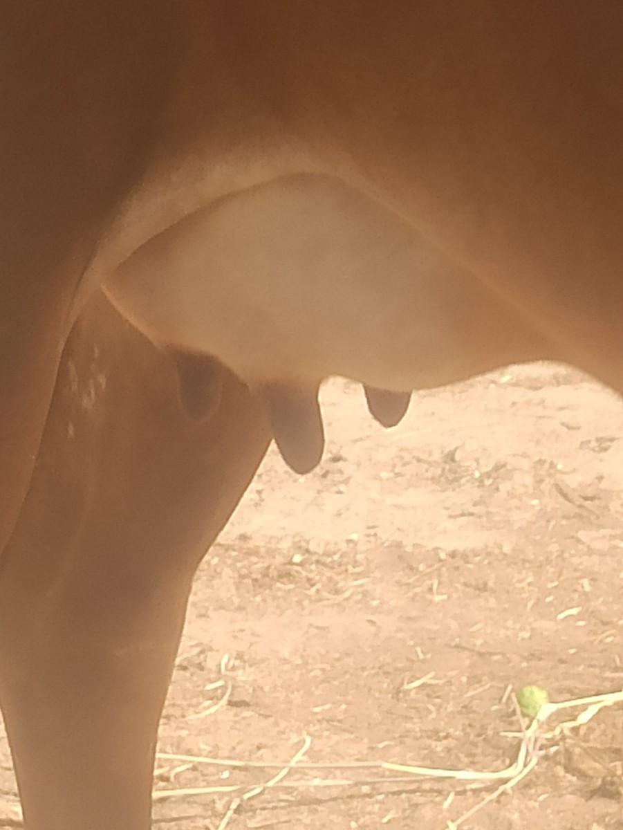 ઓડકી વેચવાની છે