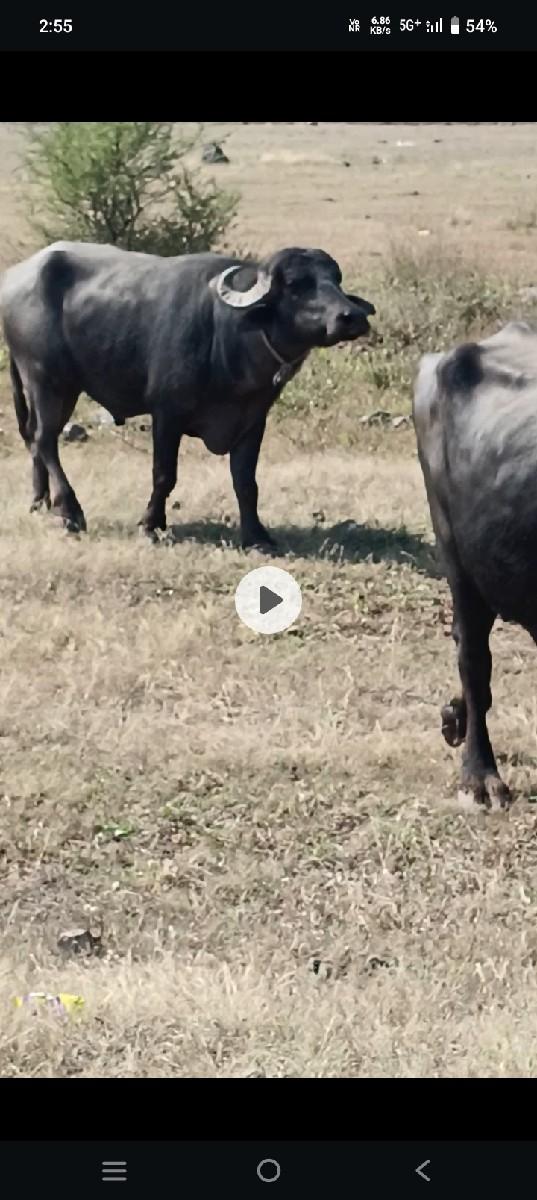 થંબનેલ 3