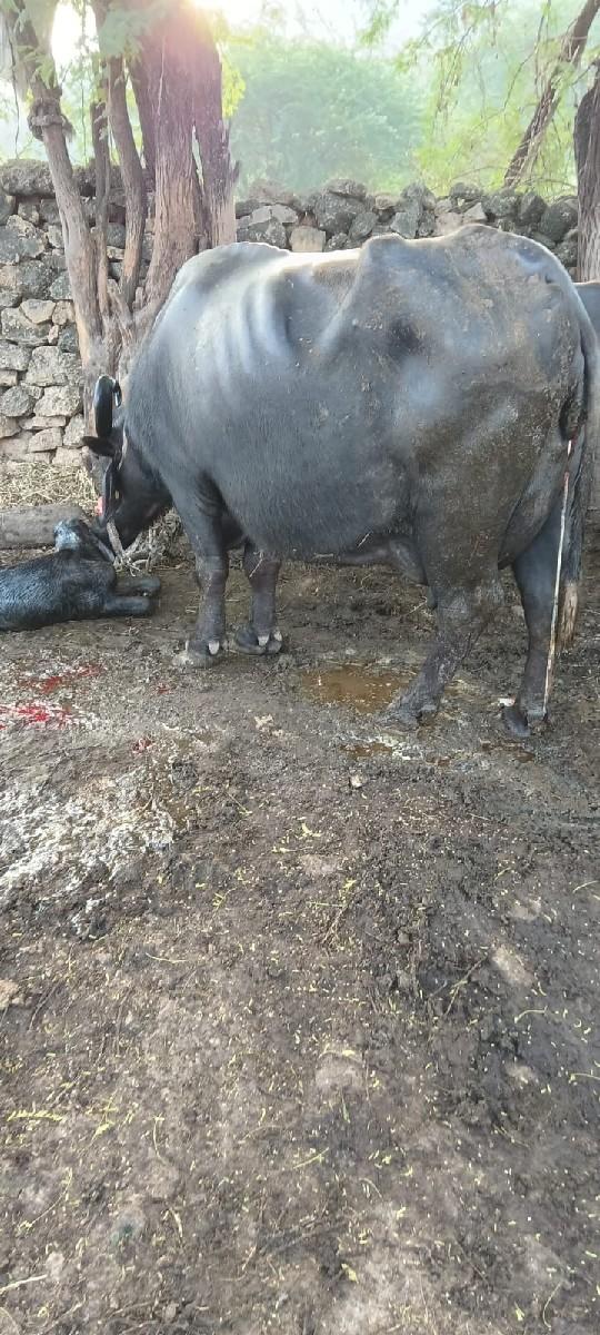 થંબનેલ 2