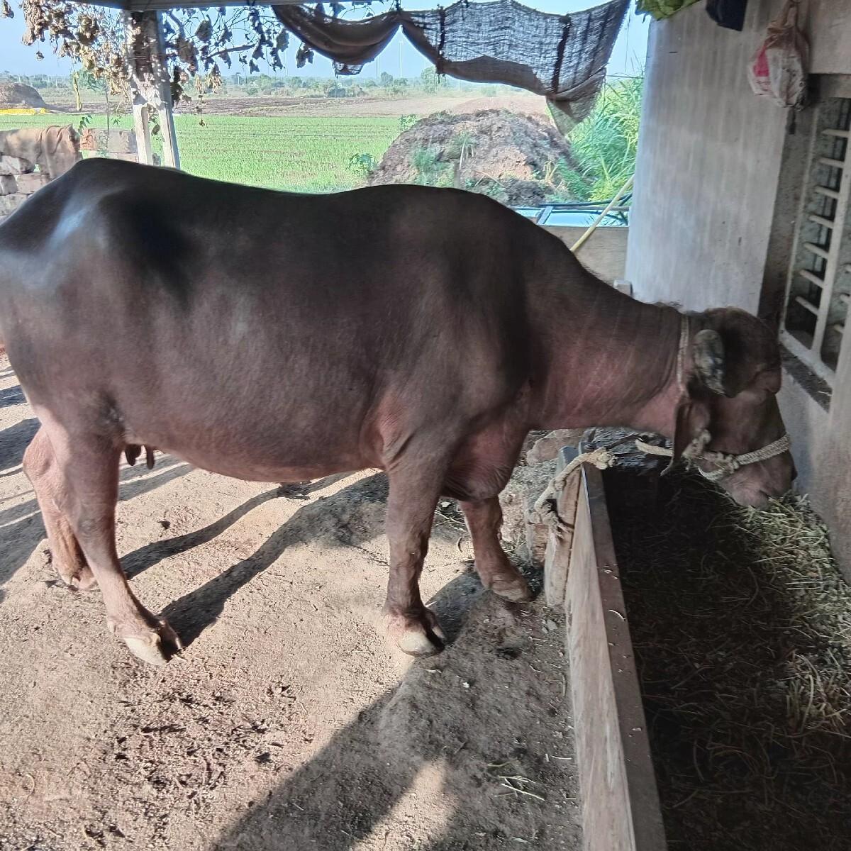 ભેંસ વેચવાની છે