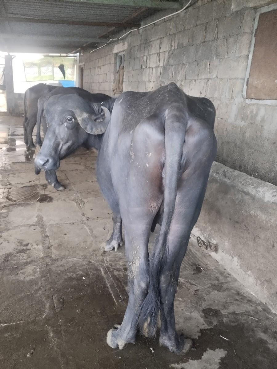 થંબનેલ 3